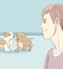 Take Care of a Pitbull Puppy