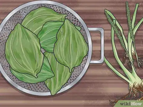 Image titled Eat Plantain Leaves Step 1