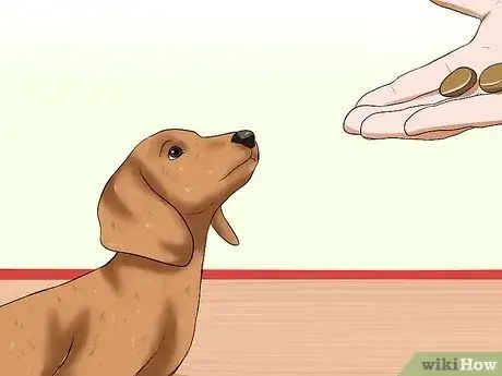 Image titled Train Dachshunds Step 11