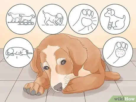 Image titled Stop a Dog from Chewing Its Paws Step 1