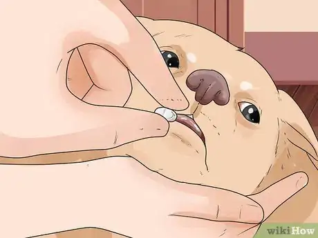 Image titled Prevent Mange in Dogs Step 12