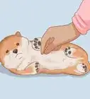 Choose a Shiba Inu Puppy