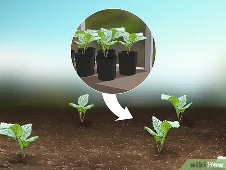 Image titled Grow Collard Greens Step 10