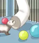 Choose a Cage for a Ferret