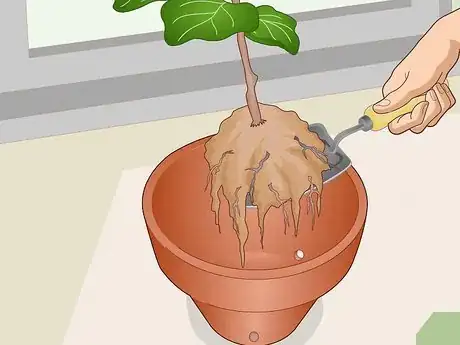 Image titled Revive a Fiddle Leaf Fig Step 6