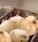 Grow Jicama