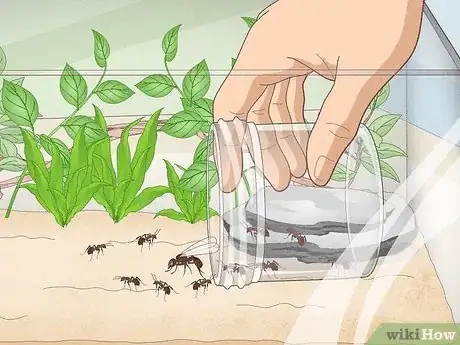 Image titled Catch Ants Step 11