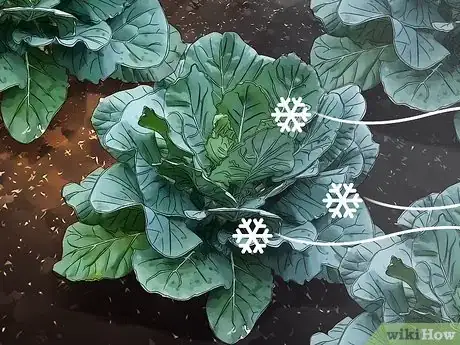 Image titled Grow Collard Greens Step 15