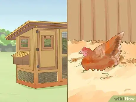 Image titled Tell if a Chicken is Sick Step 1