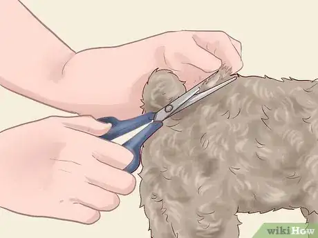 Image titled Care for a Toy Poodle Step 10