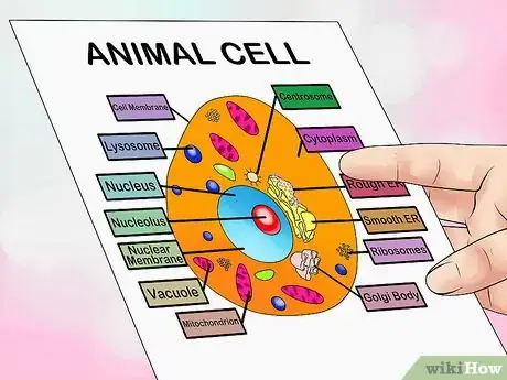 Image titled Make an Animal Cell for a Science Project Step 1