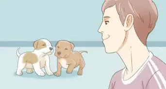 Take Care of a Pitbull Puppy