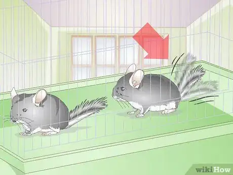 Image titled Breed Chinchillas Step 9