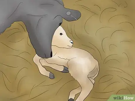 Image titled Help a Cow Give Birth Step 7