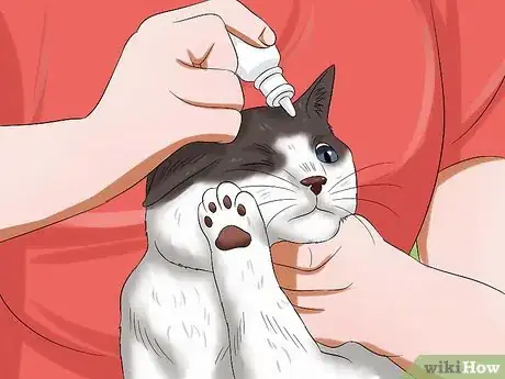 Image titled Give Your Cat Eye Drops Step 11