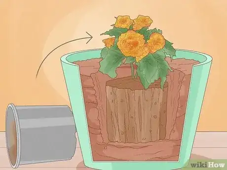 Image titled Grow Begonias Step 6