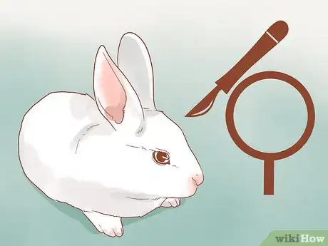 Image titled Stop a Rabbit from Smelling Step 6