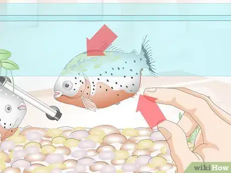 Image titled Care for Piranhas Step 9