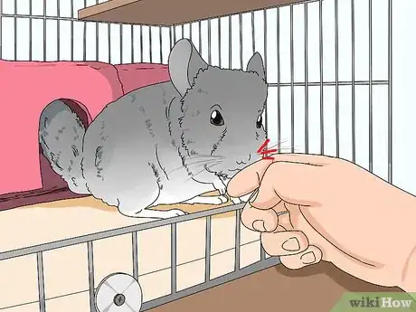 Image titled Deal with a Biting Chinchilla Step 1