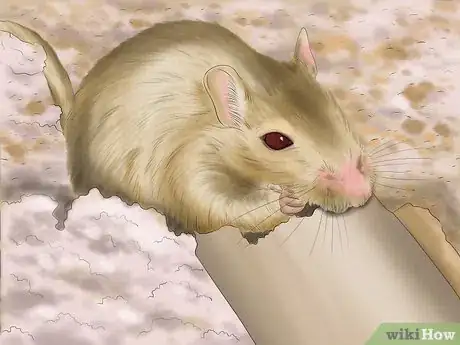 Image titled Make Your Gerbil Happy Step 8